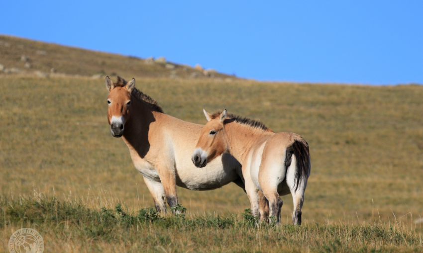 Takhi wild horse